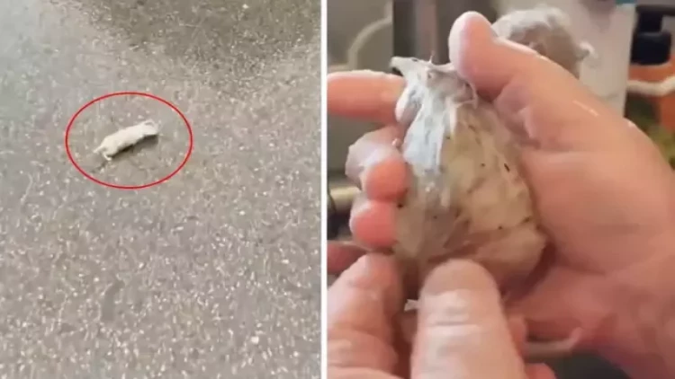 Küçədən pişik balası bilib götürdüyü heyvan böyüdükdə ŞOK oldu - VİDEO