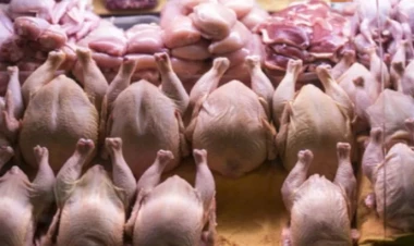 Broyler toyuğunun içərisindən görün nə çıxdı