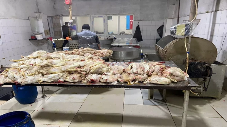 Quş cəmdəklərinin satışa çıxarılmasının qarşısı alındı - FOTO