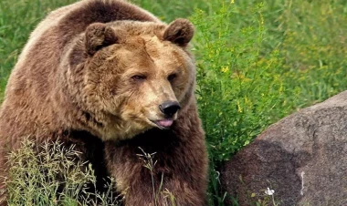 Qubada ayı sakinlərə hücum etdi: Mal-qaranı parçaladı - FOTOlar