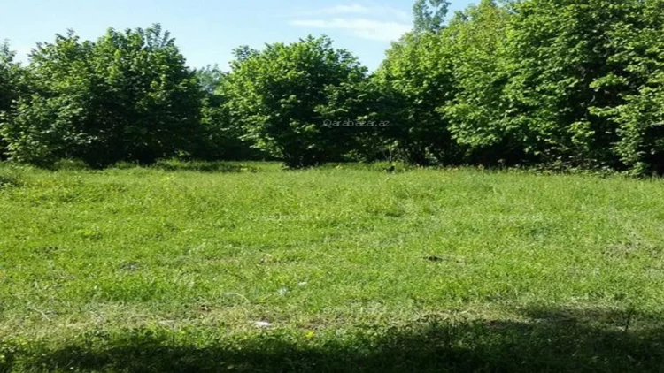 Astarada meyvə bağına görə oğlunu öldürən ata həbs edildi - YENİLƏNİB