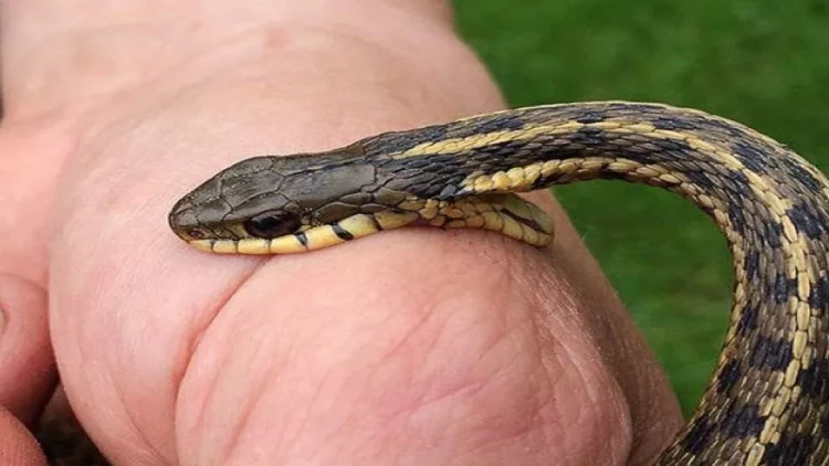 Yevlax sakinini ilan sancdı