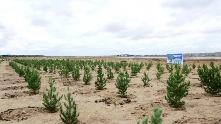 Paytaxtda ağacəkmə aksiyası keçirildi - FOTOlar