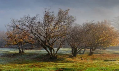 Şəkildə 9 saniyədə iti tapın - Çətin tapmaca - FOTO