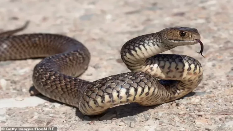 Bakıdakı ilanlar bu yolla şəhərə gəlibmiş - AÇIQLAMA