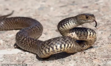 Bakıdakı ilanlar bu yolla şəhərə gəlibmiş - AÇIQLAMA