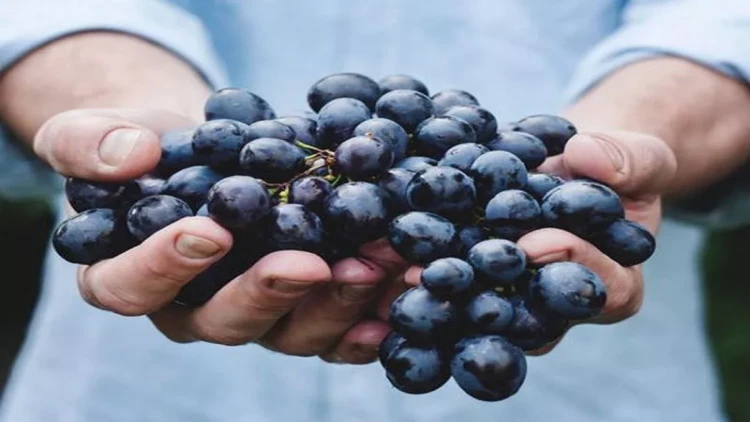 Üzüm satanlar qiymətlərdən narazıdırlar - VİDEO