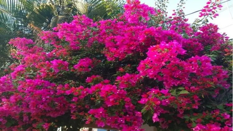 Oleandr bitkisinin ölümə səbəb olması barədə iddiaların əsası var? - FOTO