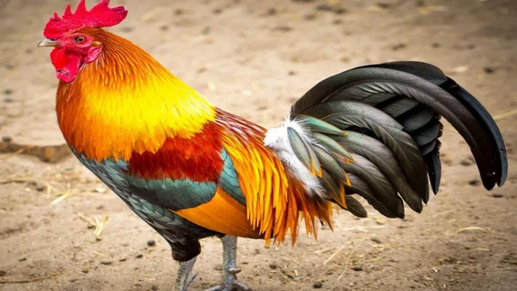 Xoruz davaya səbəb oldu: 3 nəfər bıçaqlandı