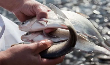 Balıq ovu qadağasının bitməsi bazarda qiymətləri endirəcək - VİDEO