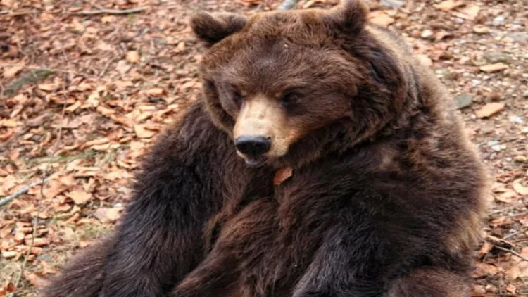 Oğuzda ayı kişiyə hücum etdi - FOTOlar