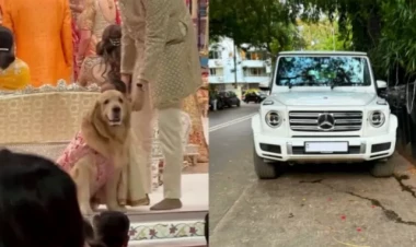 Onun sevimli itinin 360 min dollarlıq “Mercedes”ivar