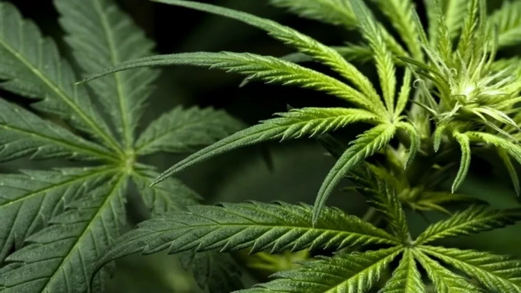 Siyəzəndə çətənə kolları aşkarlandı