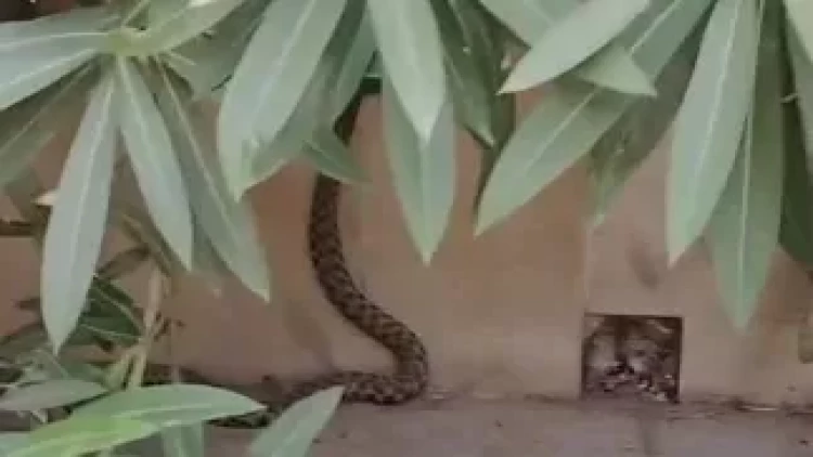 Paytaxtda ilanların sayı artır: Bu dəfə Həzi Aslanovda... - VİDEO