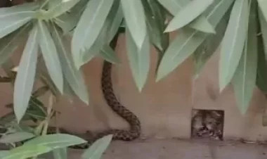 Paytaxtda ilanların sayı artır: Bu dəfə Həzi Aslanovda... - VİDEO