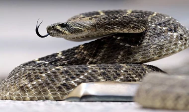 Zoologiya İnstitutu “28 May”da peyda olan ilanlar barədə -  “Normal haldır” - VİDEO