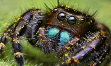 Elm dünyasını heyrətləndirən kəşf: Hörümçəklərin  ov üsulu