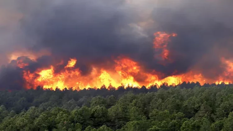 Türkiyədə bütün təbii yanğınlar nəzarət altına alındı