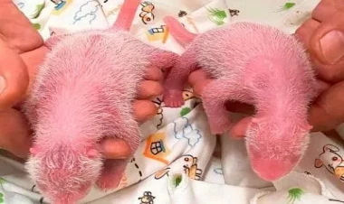 Nadir hadisə: Dünyanın ən yaşlı pandası əkiz bala doğdu