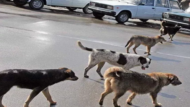 Küçədə iti vəhşicəsinə döyən şəxslə bağlı ARAŞDIRMALARA BAŞLANILDI - FOTO