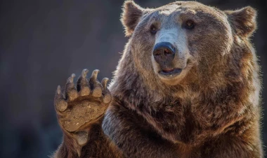 Azərbaycanda DƏHŞƏT -  Ayı kəndə hücum etdi - FOTO