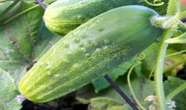 Yaxşı xiyar məhsulu almaq üçün bunu edin