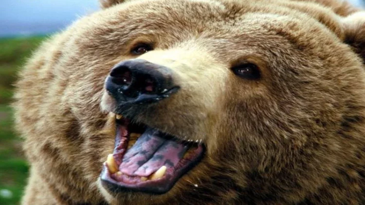 Ayı balıqçını parçaladı