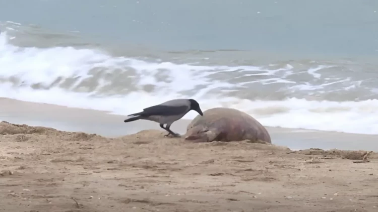 Xəzərdə balıqlar buna görə ölürmüş - VİDEO