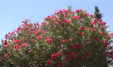 Bakıda əkilən gül zəhərlidir? - VİDEO