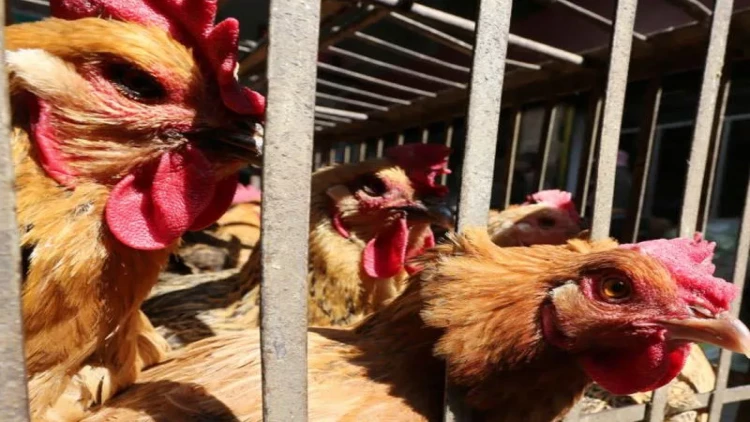 Toyuq əti məhsullarına aid yeni standart qəbul edildi