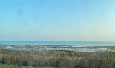 Xəzərdə xərçənglərin kütləvi ölümü qeydə alındı