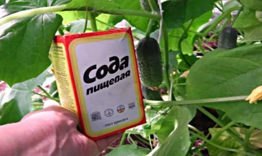 Xiyarı soda ilə necə qidalandırmaq olar? - Bilinməyən 6üsul