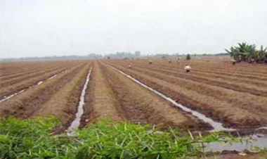 Bu vətəndaşlara pay torpaqları veriləcək? - Rəsmi