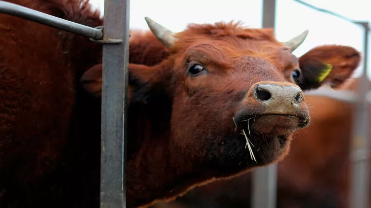 Bakıda 76 yaşlı kişini inək vurub öldürdü