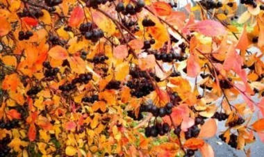 Bu giləmeyvəni 7 gün yeyən 10 il cavanlaşır