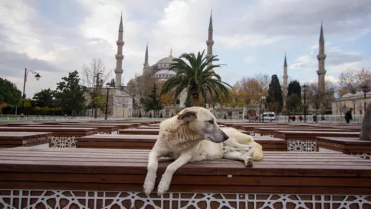 Türkiyədə küçə itləri ilə bağlı qanun layihəsi  gündəmdən düşmür
