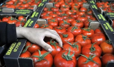 Pomidorun qiyməti nə vaxt düşəcək?