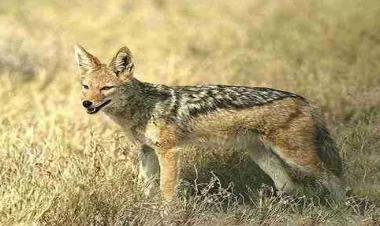 Azərbaycanda dəhşət: çaqqal kənd sakininə hücum etdi