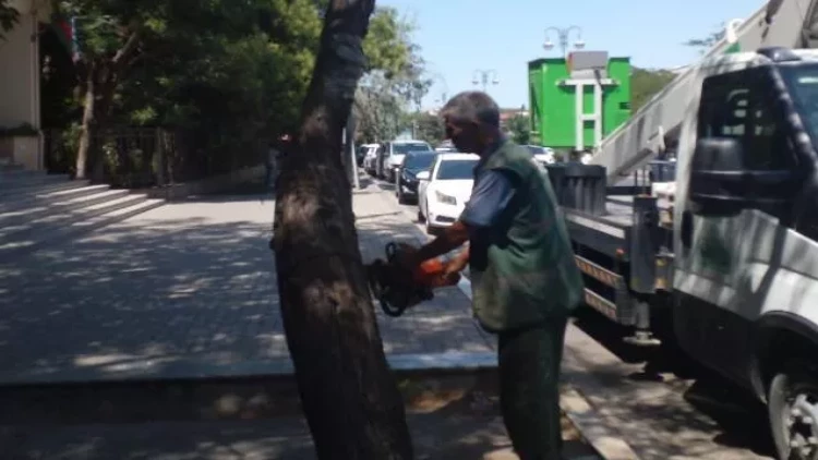 Bakıda quru və qəzalı ağaclar götürülür - FOTO