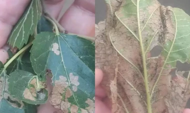 Azərbaycanda tut ağaclarında kütləvi xəstəlik yayılıb - FOTO