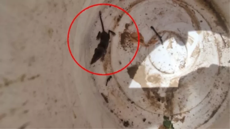 53 milyon il əvvəl yaşayan məməli tapıldı - VİDEO