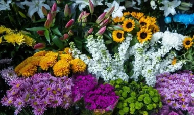 Torpağın sirri: Çiçəklərin rəngi necə dəyişir?