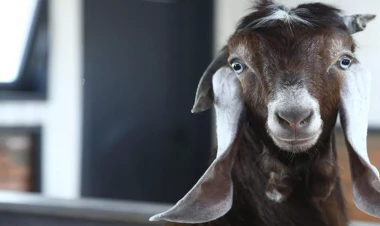 Laçındakı heyvandarlıq inkişaf edir - FOTOlar