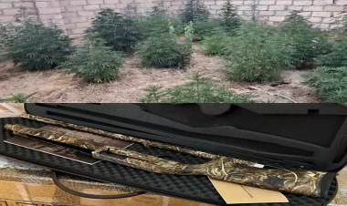 Siyəzəndə əməliyyat: silah və 53 ədəd çətənə kolu aşkarlandı