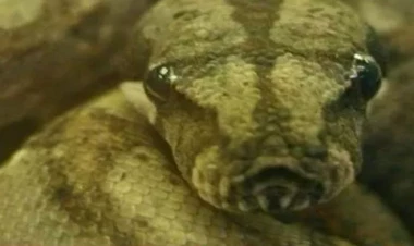 Piton 36 yaşlı qadını diri-diri uddu