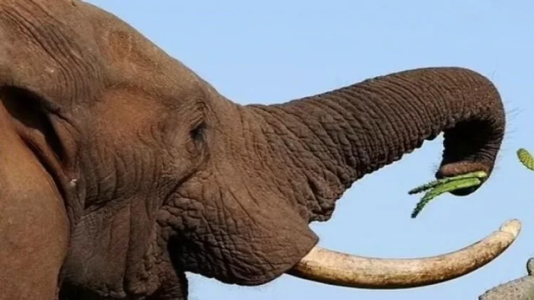 Fil turisti tapdalayaraq öldürdü