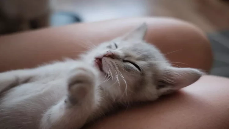 Pişiyin davranışı ilə evdəki mənfiliyi göstərən 6 işarə