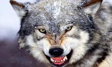 14 qurdun ABŞ parkında yaratdığı möcüzə