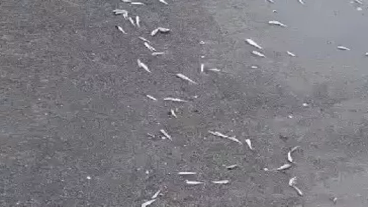 Xəzərin Bakı sahillərində balıqların kütləvi ölümü: Səbəb nədir? - AÇIQLAMA