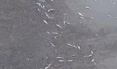 Xəzərin Bakı sahillərində balıqların kütləvi ölümü: Səbəb nədir? - AÇIQLAMA